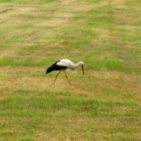 0905F 44 Stendal-Hamburg : elbe